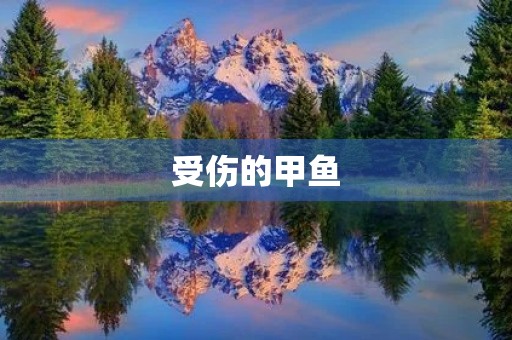受伤的甲鱼