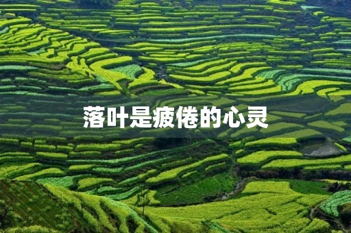 落叶是疲倦的心灵