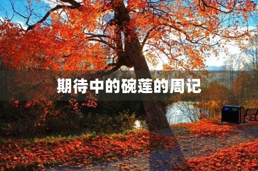 期待中的碗莲的周记
