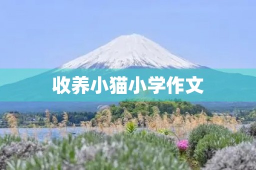 收养小猫小学作文