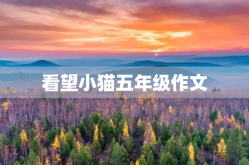 看望小猫五年级作文