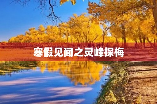 寒假见闻之灵峰探梅