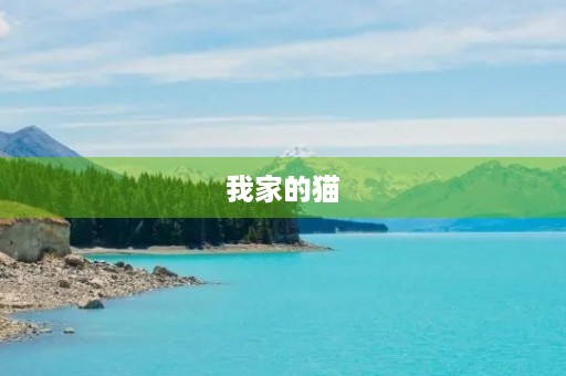 我家的猫