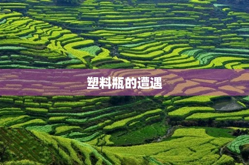 塑料瓶的遭遇