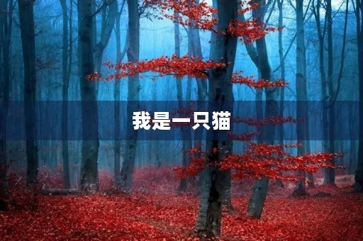 我是一只猫 我是一只猫