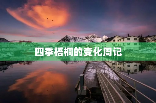 四季梧桐的变化周记