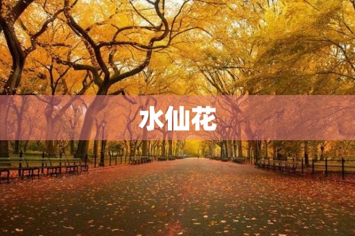 水仙花