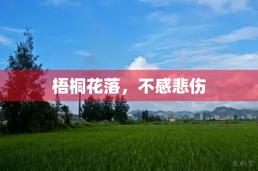 梧桐花落,不感悲伤 梧桐花落,不感悲伤