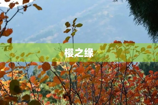 樱之缘