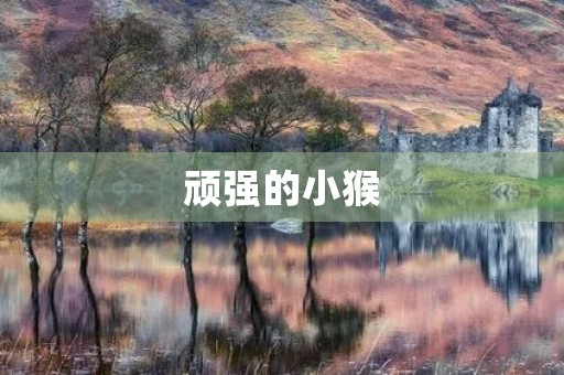 顽强的小猴