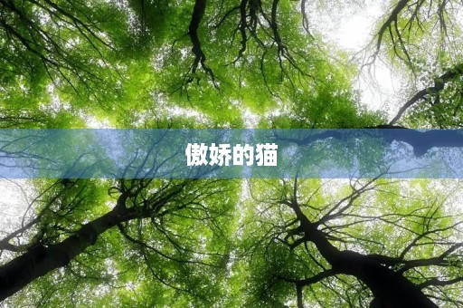 傲娇的猫