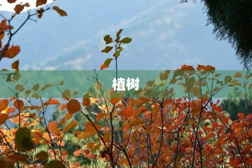 植树 植树