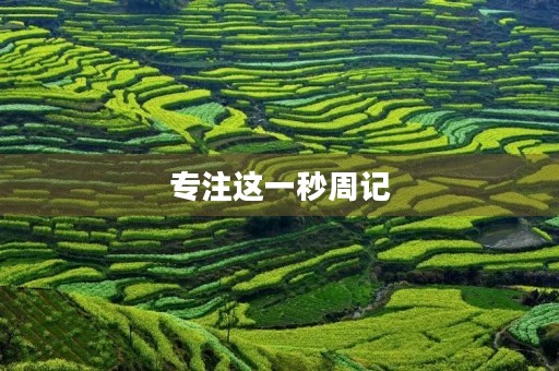 专注这一秒周记