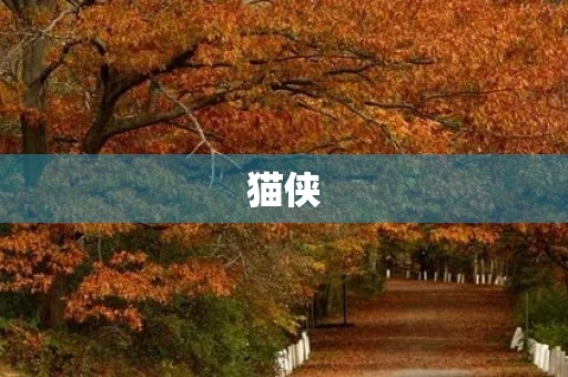 猫侠 猫侠