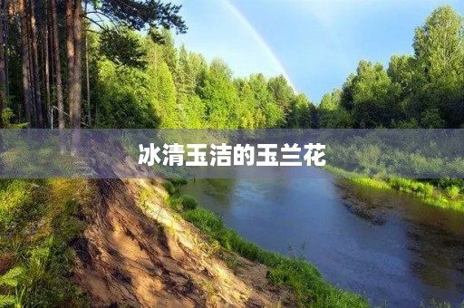 冰清玉洁的玉兰花