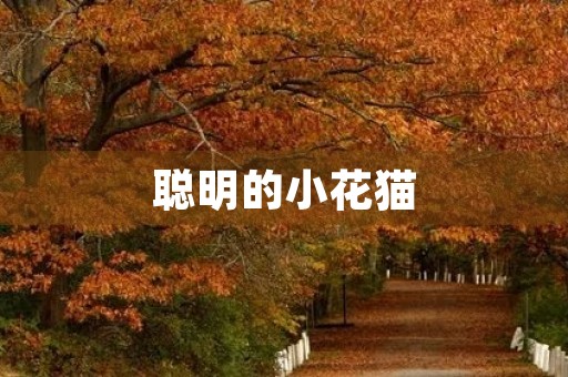 聪明的小花猫