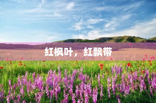 红枫叶，红飘带