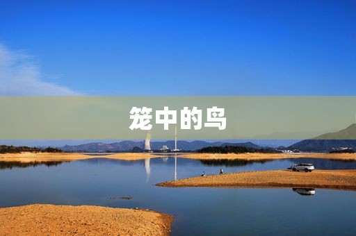 笼中的鸟 笼中的鸟
