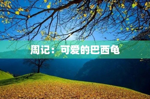 周记：可爱的巴西龟