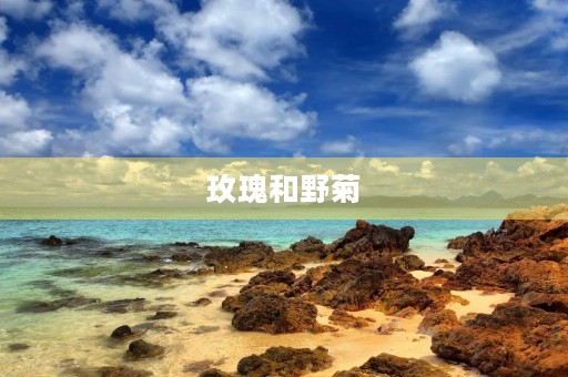 玫瑰和野菊
