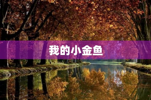 我的小金鱼