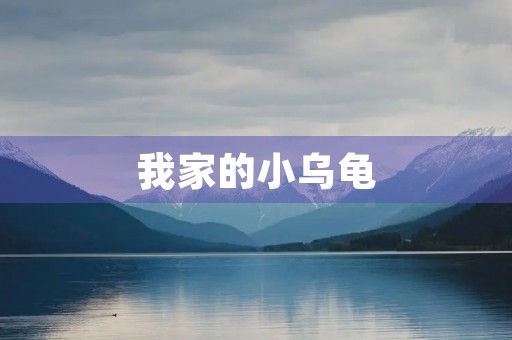 我家的小乌龟