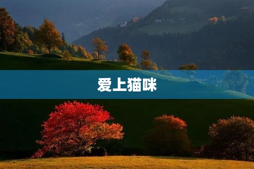 爱上猫咪