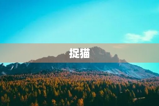 捉猫 捉猫