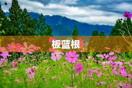 板蓝根