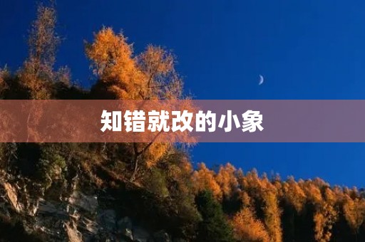 知错就改的小象