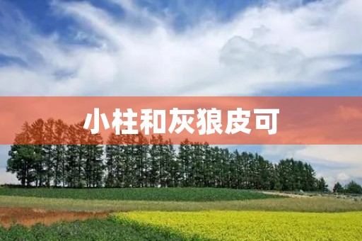 小柱和灰狼皮可