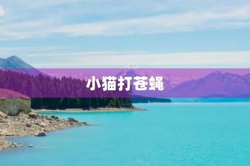 小猫打苍蝇